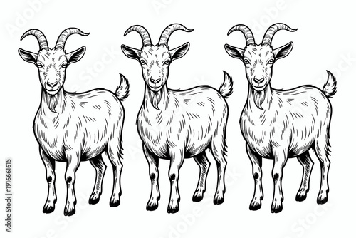 Three Goats Standing Calmly Posing, Farm Animals in Detailed Sketch Style Illustration on White Background, Vector Design for Livestock Industry, Agriculture, Graphic Design, Children's Book, Mascot,