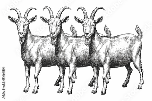Trio of Goats Standing Calmly in Open Pasture, Symbolic of Strength, Endurance, Resourcefulness, Livestock, Rural Farm, Veterinary, Etching Style Animal Illustration, Monochrome Herd, Outdoors, Three,
