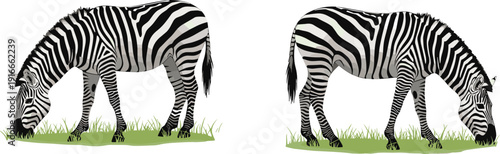Grazing zebra illustration set featuring realistic African wildlife animals eating grass with detailed black and white stripes in natural savanna scene