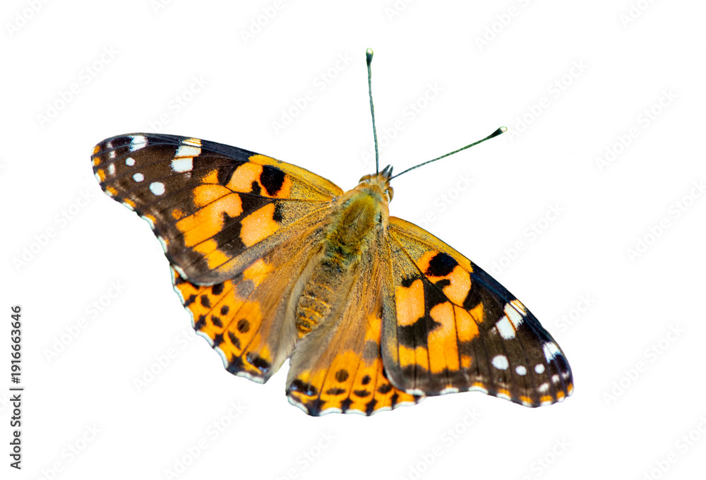 Obraz premium Schmetterling isoliert als Freistellern über transparentem Hintergrund