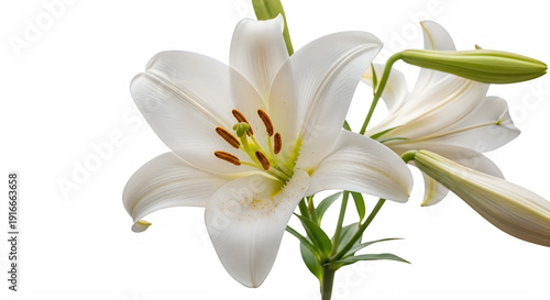 White lily flower with green stem and buds isolated on transparent background