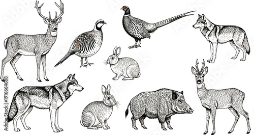 Vector illustration of deer, wolves, rabbits, boar, and birds symbolizing wildlife diversity, forest nature, biology, education, and decorative design