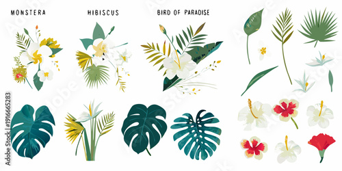 Botanical illustrations of monstera hibiscus bird of paradise and other tropical plants