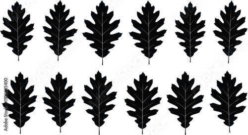 Black oak leaf silhouette icons set, autumn forest foliage symbols, deciduous tree leaves, seasonal nature elements for fall graphic design projects,