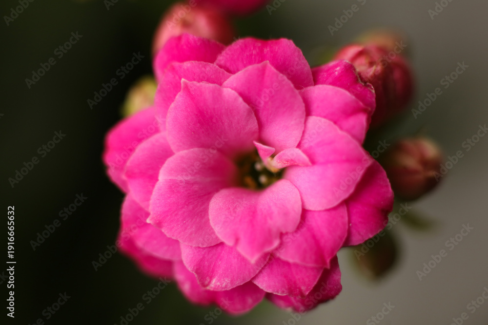 Obraz premium Macro close-up of a pink kalanchoe flower in bloom with layered petals and soft natural light. The image captures delicate floral texture, vibrant color, and shallow depth of field