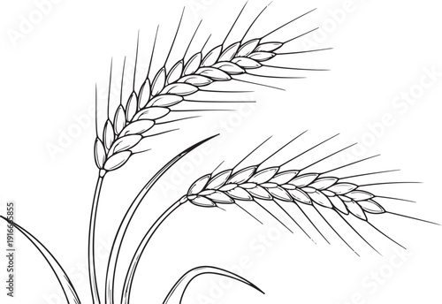 Wheat ears line illustration representing agriculture harvest and natural grain