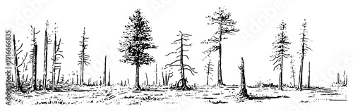 Panoramic landscape sketch of coniferous forest with pine trees and dead trunks