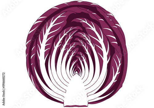 Cross section of vibrant radicchio vegetable showing intricate leaf patterns.