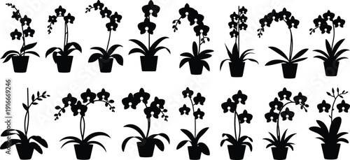 Orchid Flower Silhouette Set with Potted Blooming Plants Isolated on White Background, Elegant Botanical Houseplant Icons for Floral Design and Gardening