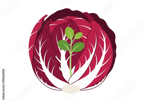 Fresh Red Radicchio Vegetable with Green Sprouts Growing.