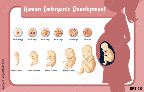 Human Embryonic Development Diagram. Vector Illustration of Pregnancy Stages from Fertilized Egg and Blastocyst to 20-Week Foetus