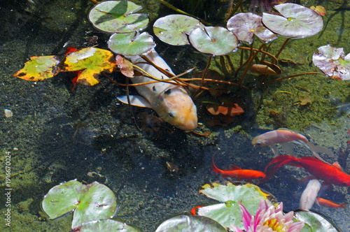 White and red fish in water