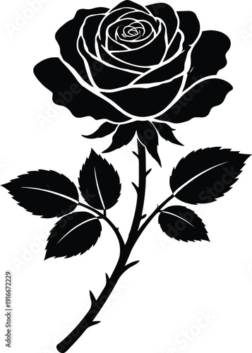 black rose on white background