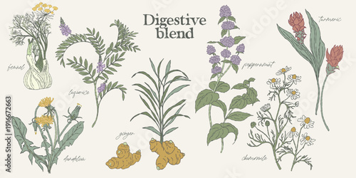 Digestive Herbal Blend Medicinal Plants Set