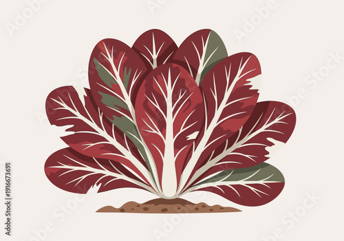 Radicchio Plant Growing in Soil Illustration.
