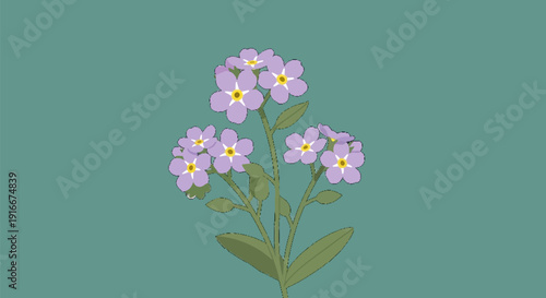 Delicate cluster of light purple forget-me-not flowers.