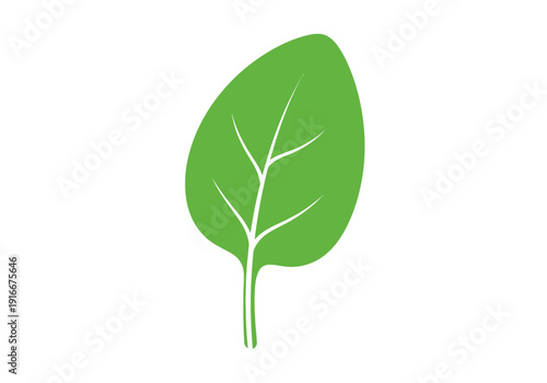 Simple Green Spinach Leaf Illustration Isolated on White.