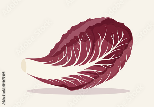 Single Radicchio Leaf Illustration Isolated on Light Background.