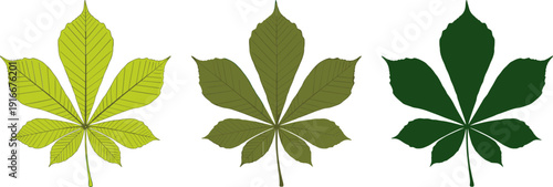 Horizontal set of three chestnut leaves in lime, olive, and forest green for botanical vector design,