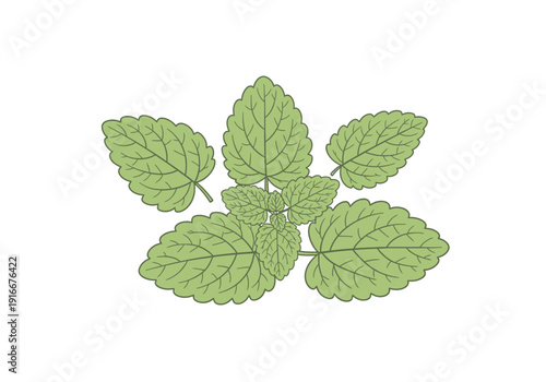 Illustration of a Fresh Green Lemon Balm Plant Sprig.
