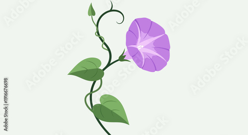 Beautiful Purple Morning Glory Flower on a Vine.
