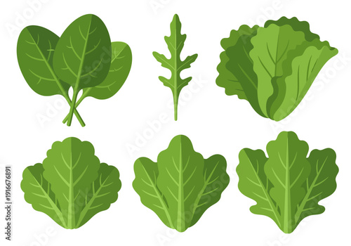 Collection of Fresh Green Leafy Vegetables and Greens.