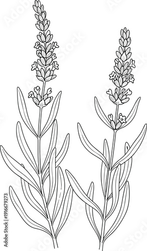 Vector illustration of lavender plants with stems and flower spikes symbolizing flora, nature, environment, biology, education, and decorative design