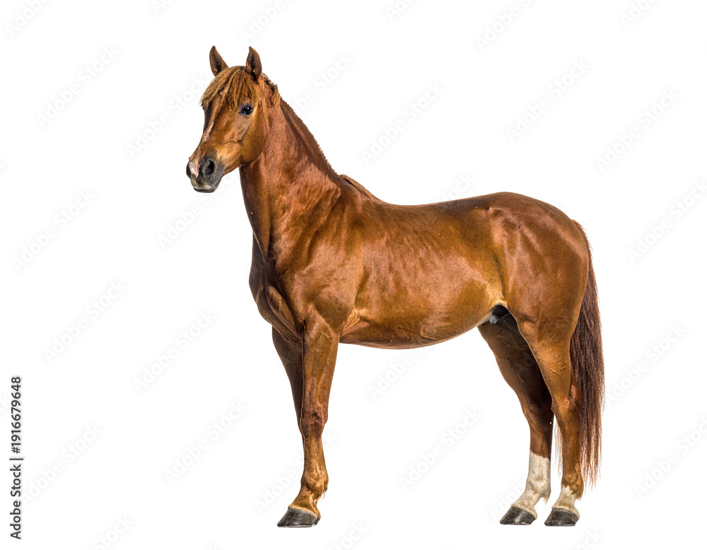 Obraz premium Horse with chestnut coat and flowing mane standing