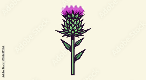 Illustration of a Scottish Thistle Flower.
