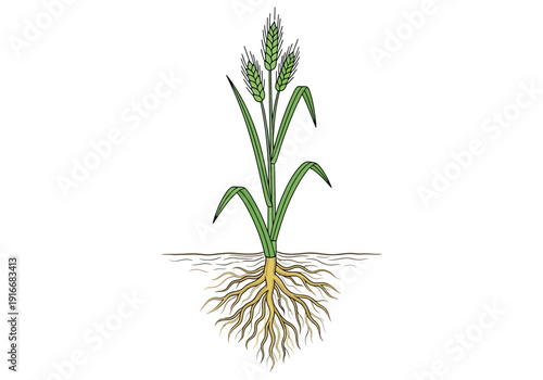 Detailed Illustration of a Wheat Plant with Visible Root System.