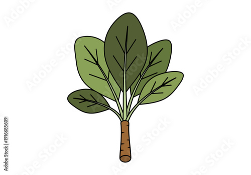 Illustration of a fresh spinach plant with green leaves and a brown stem.