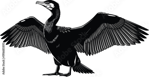 Detailed black and white cormorant bird illustration with spread wings isolated on white background for wildlife design, nature branding, and vintage engraving style artwork