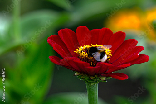 Beautiful lilac zinnia flower in the city garden.