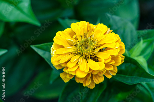 beautiful yellow zinnia flowers in a city garden.