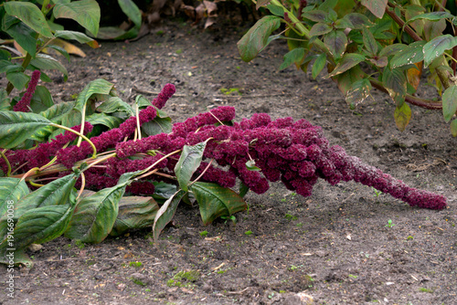 Different varieties of amaranth with multi-colored flowers.