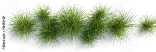 Overhead view of green tufts of grass with long blades against a white background