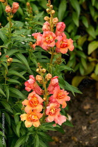 Delicate pink-orange snapdragon flowers in a garden flowerbed.
