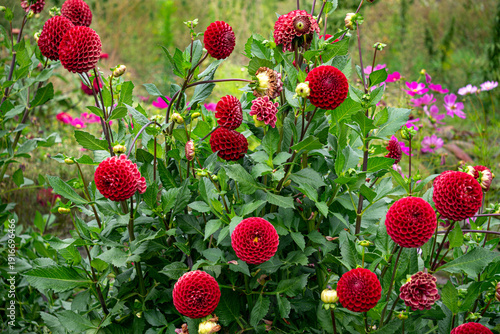 Red dahlia flowers on a flowerbed in the garden.