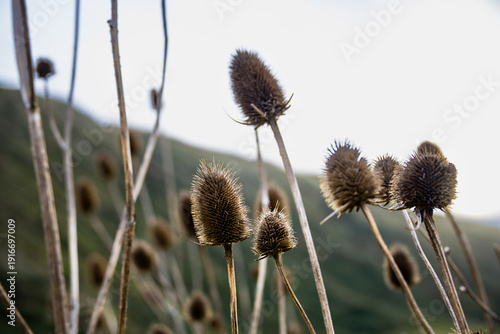 Dried wild plants in natural landscape. High quality photo