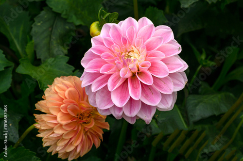 Pink and orange dahlia flower in a flowerbed in the garden.