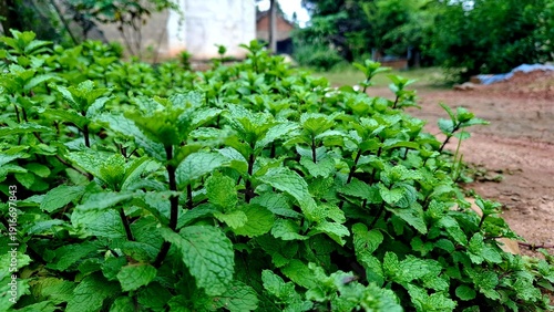 Tableau sur toile Fresh Green Mint Leaves Growing in Home Garden Close Up