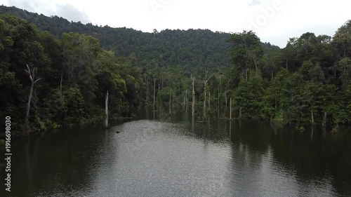 wetland and the rainforest