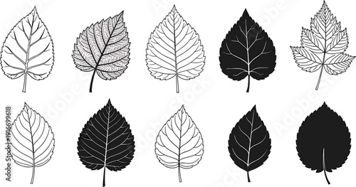 Leaf collection set with detailed botanical foliage illustrations, monochrome outline style natural plant elements for nature design projects vector