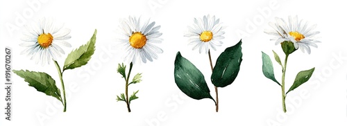 Watercolor illustration of four daisy flowers with white petals and yellow centers, on stems