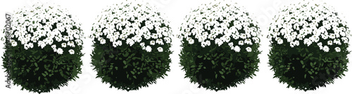 Four spherical bushes vector illustration, green foliage with white flowers artwork, decorative garden plant design, landscaping background pattern