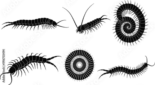 Black centipede silhouette icons set with various crawling and coiled poses isolated on white background for dangerous insect nature design