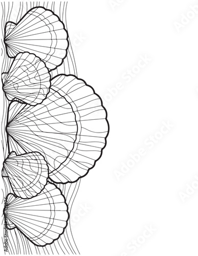 Black and white line art illustration of scallop shells on textured background