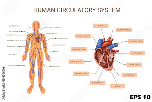 Human Circulatory System Anatomy Diagram. Vector Illustration of Cardiovascular Network with Labeled Heart Chambers, Arteries, and Veins