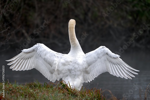Cisne vulga, Cygnus olor, en libertad, Galicia, España