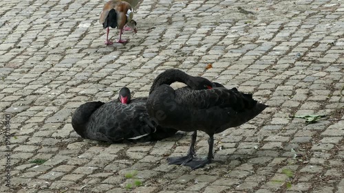 Black Swans Resting and Standing on Cobblestone Path in Urban Park Setting